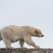 Säugetier_Eisbär_DSC0113