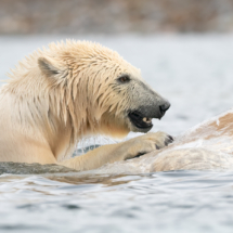 Säugetier_Eisbär_DSC0282