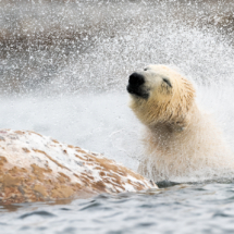 Säugetier_Eisbär_DSC0322