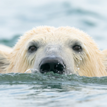 Säugetier_Eisbär_DSC1028