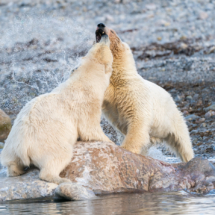 Säugetier_Eisbär_DSC1879