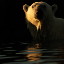 Säugetier_Eisbär_DSC2561