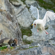 Säugetier_Polarfuchs_A1_4612