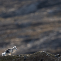 Säugetier_Polarfuchs_A1_6241