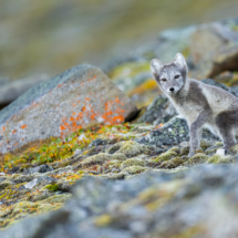 Säugetier_Polarfuchs_A1_9740