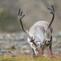 Säugetier_Svalbard-Rentier_A1_7218