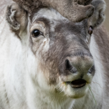 Säugetier_Svalbard-Rentier_A1_7220