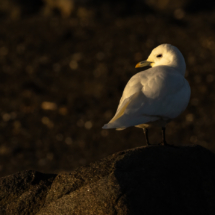 Vogel_Elfenbeinmöwe_A1_0866