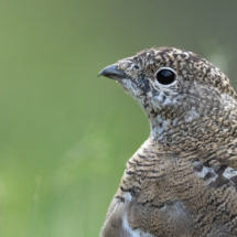 Vogel_Svalbard-Alpenschneehuhn_A1_7502