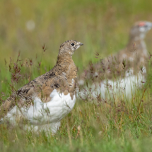 Vogel_Svalbard-Alpenschneehuhn_A1_7714