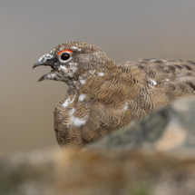 Vogel_Svalbard-Alpenschneehuhn_A1_7944