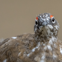 Vogel_Svalbard-Alpenschneehuhn_A1_8064