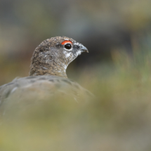 Vogel_Svalbard-Alpenschneehuhn_A1_8123