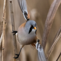 Vogel_Bartmeise_A1_7938