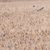Vogel_Kornweihe_A1_5715