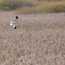 Vogel_Kornweihe_A1_5952
