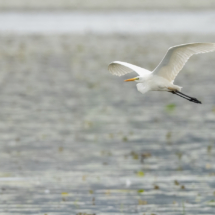 Vogel_Silberreiher_A1_7131