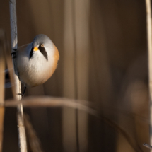 Vogel_Bartmeise_A1_0654