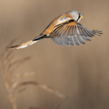 Vogel_Bartmeise_A1_0845