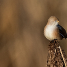 Vogel_Bartmeise_A1_0908