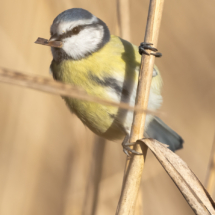 Vogel_Blaumeise_A1_1067