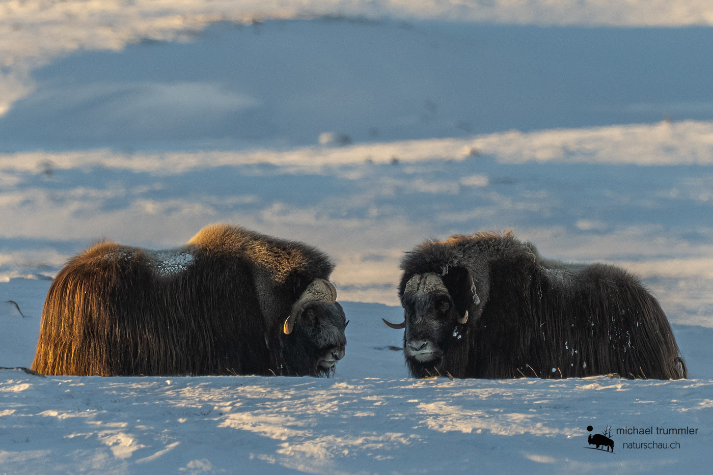 Säugetier_Moschusochse_A1_8619