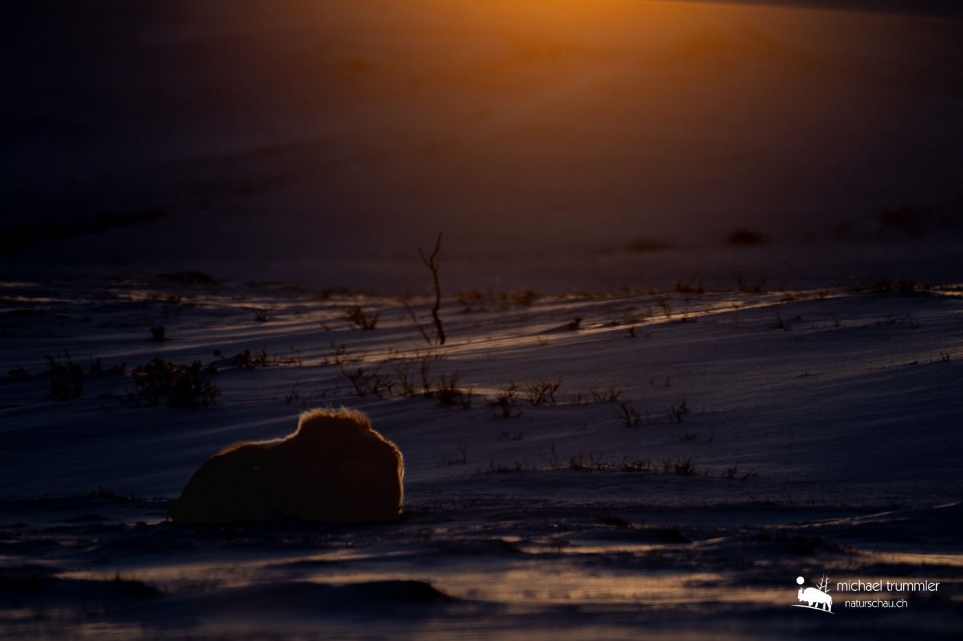 Säugetier_Moschusochse_A1_8765