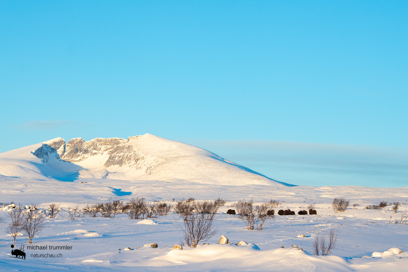 Säugetier_Moschusochse_A1_8868