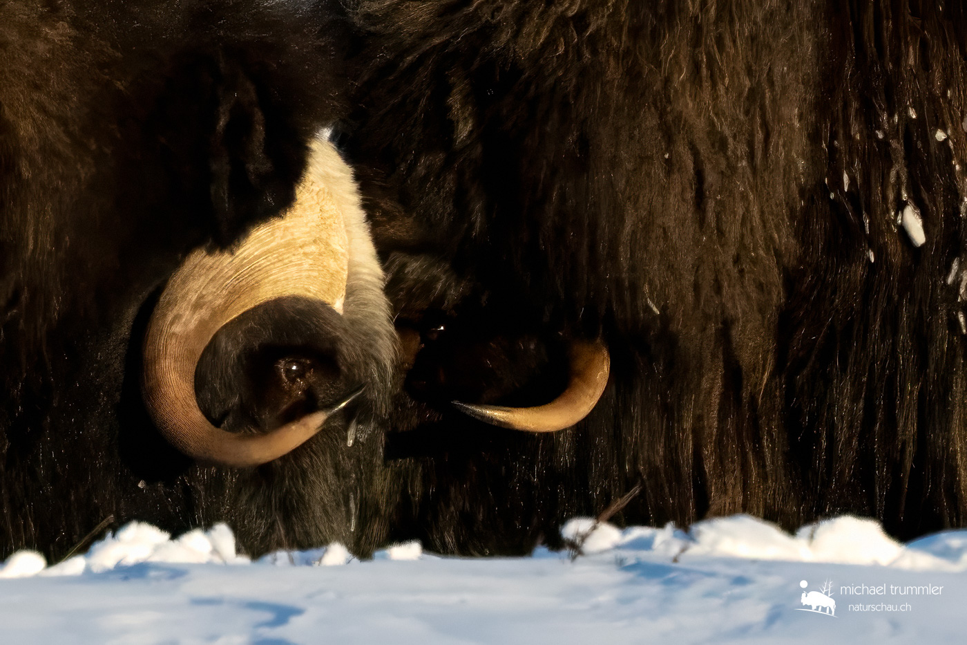 Säugetier_Moschusochse_A1_9162