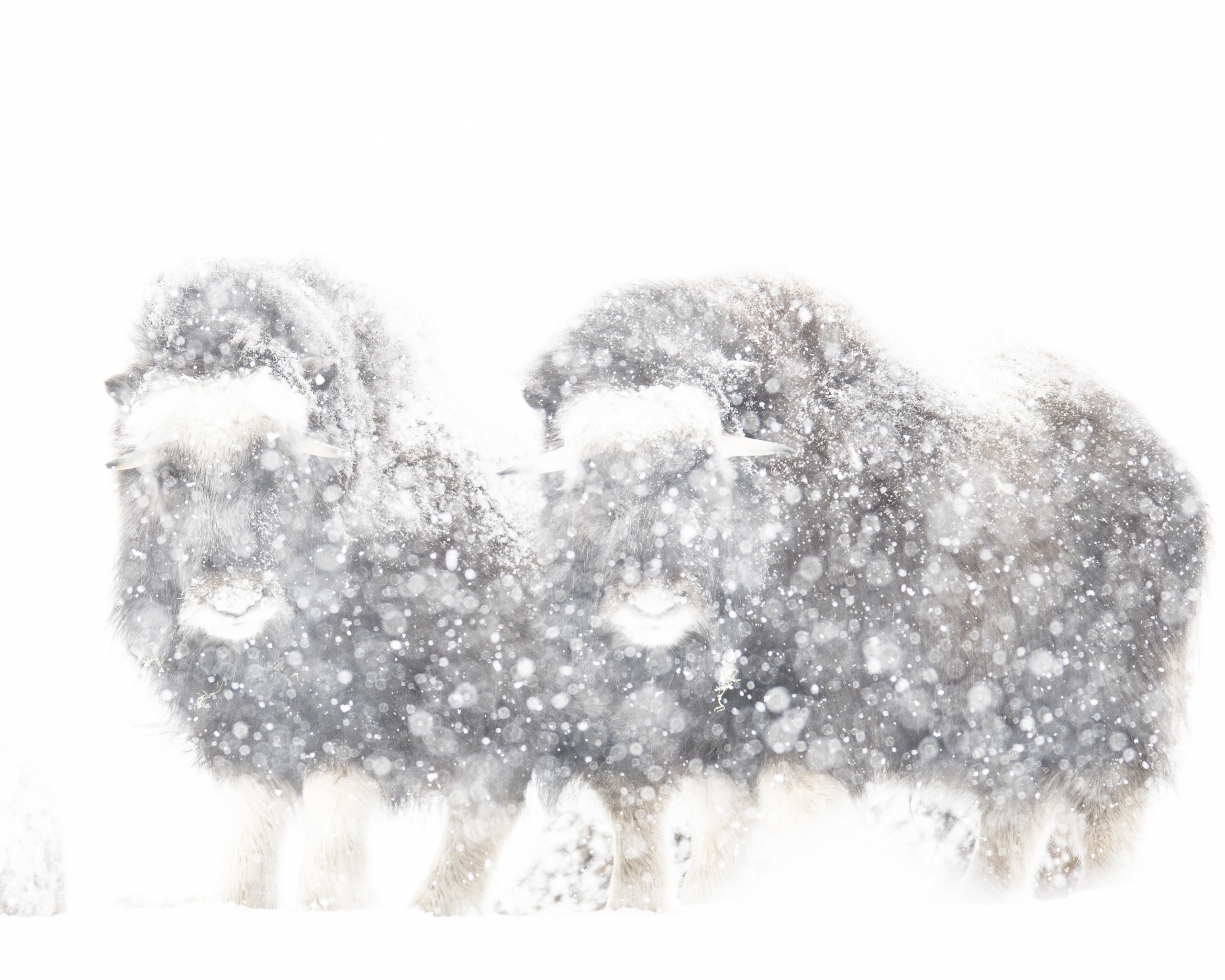 Junge Moschusochsen im Schnee